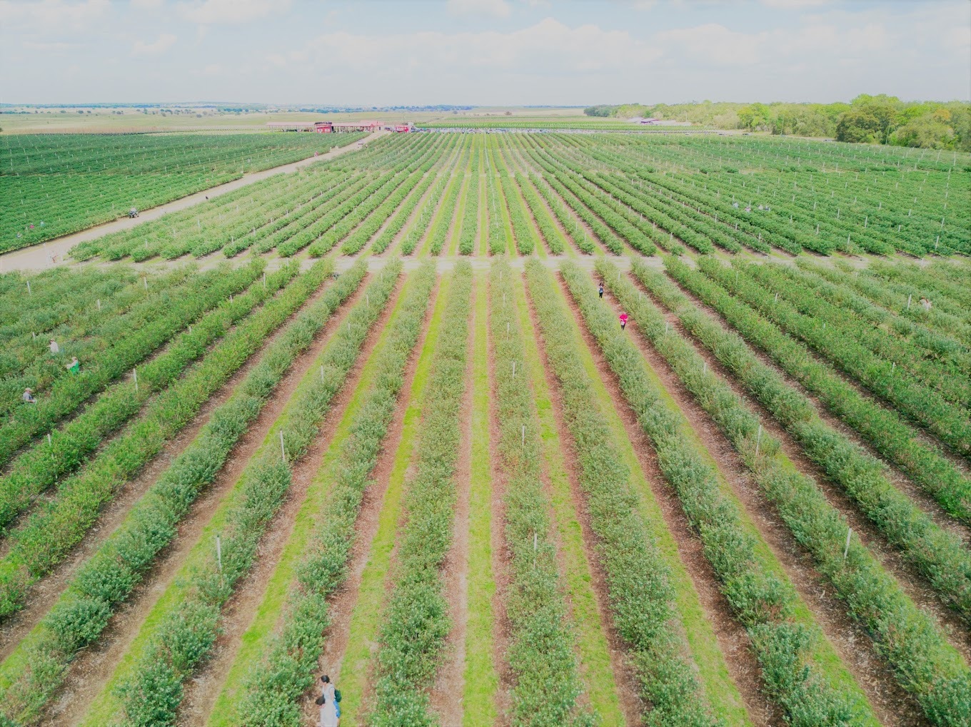 field of green plants in parallel lines going off into the horizon