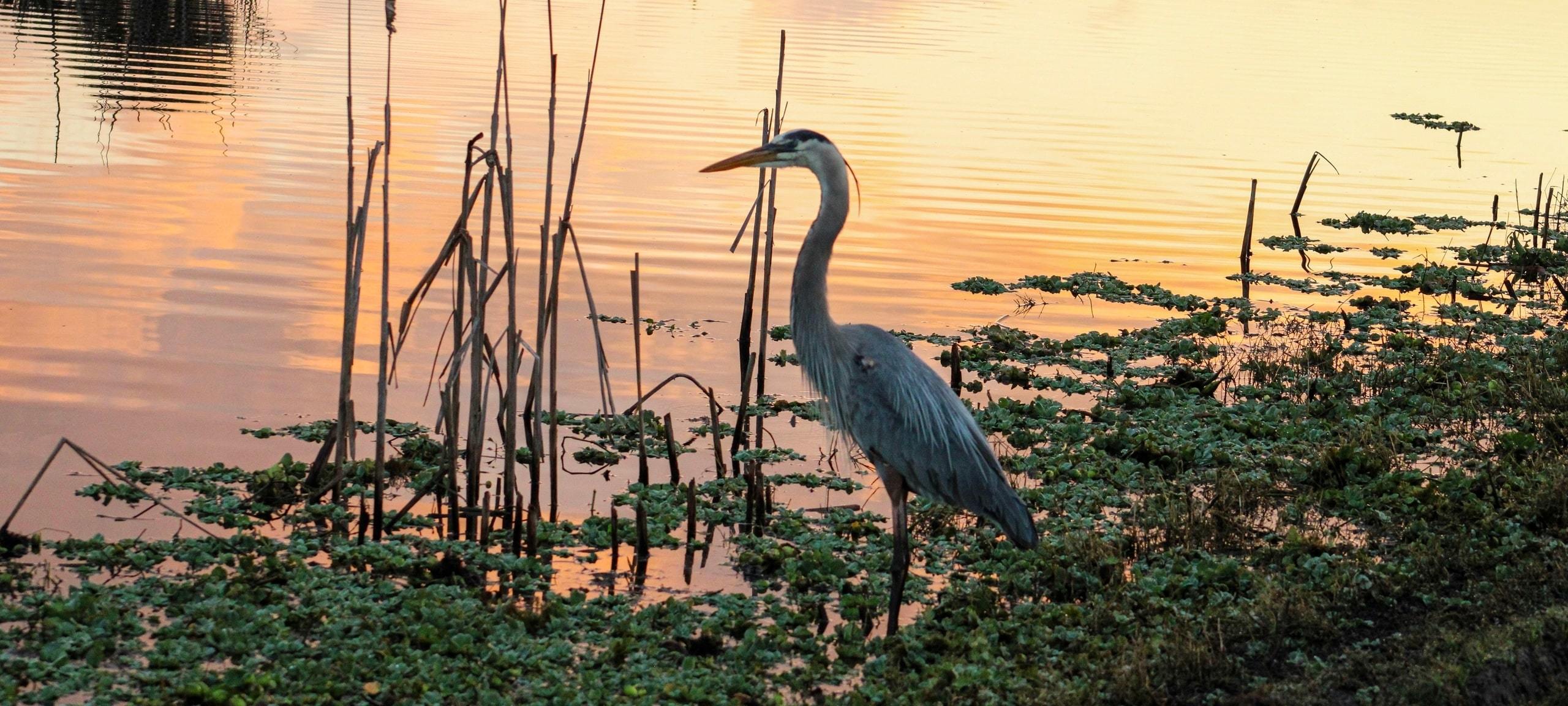 Great Heron on lake near Apopka, Florida