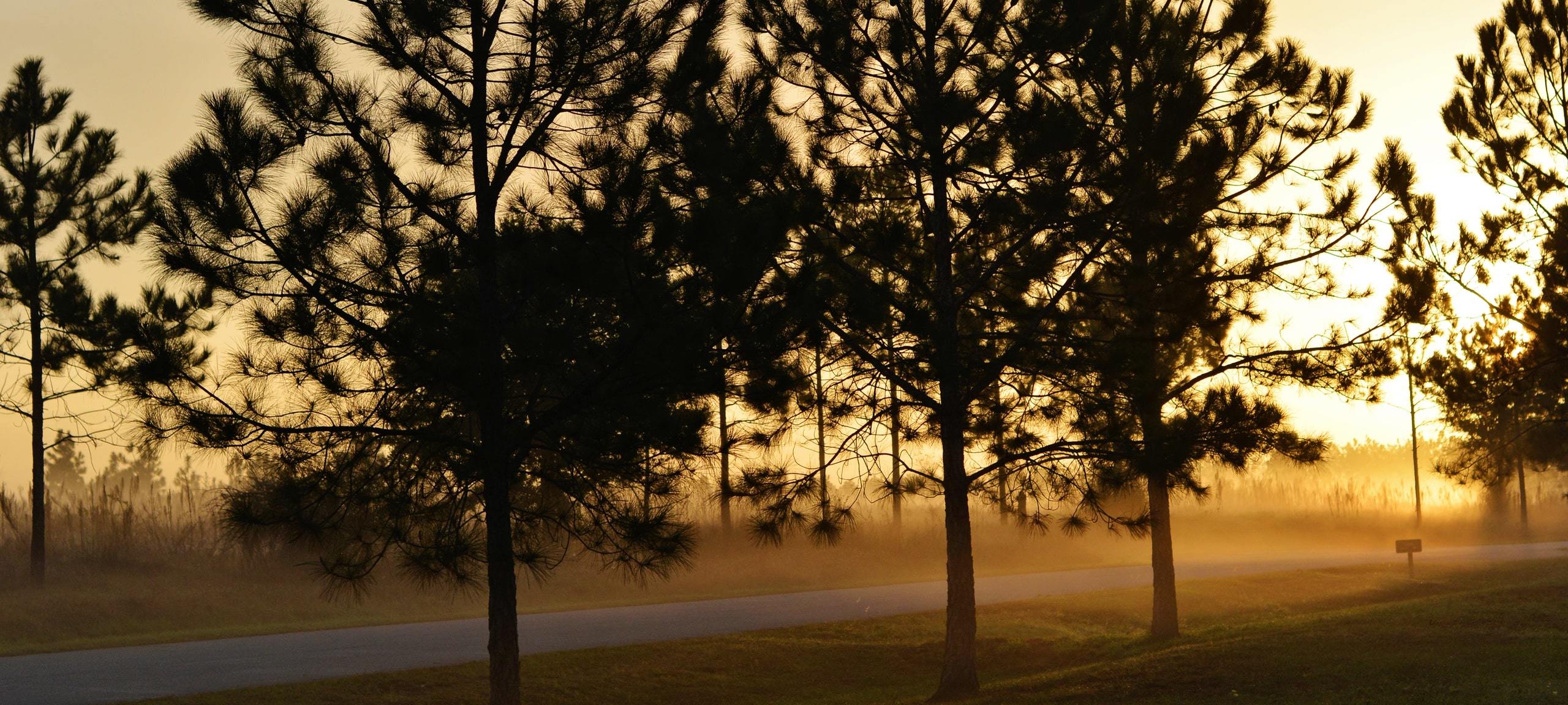 Sunset through trees on road in Clermont, FL