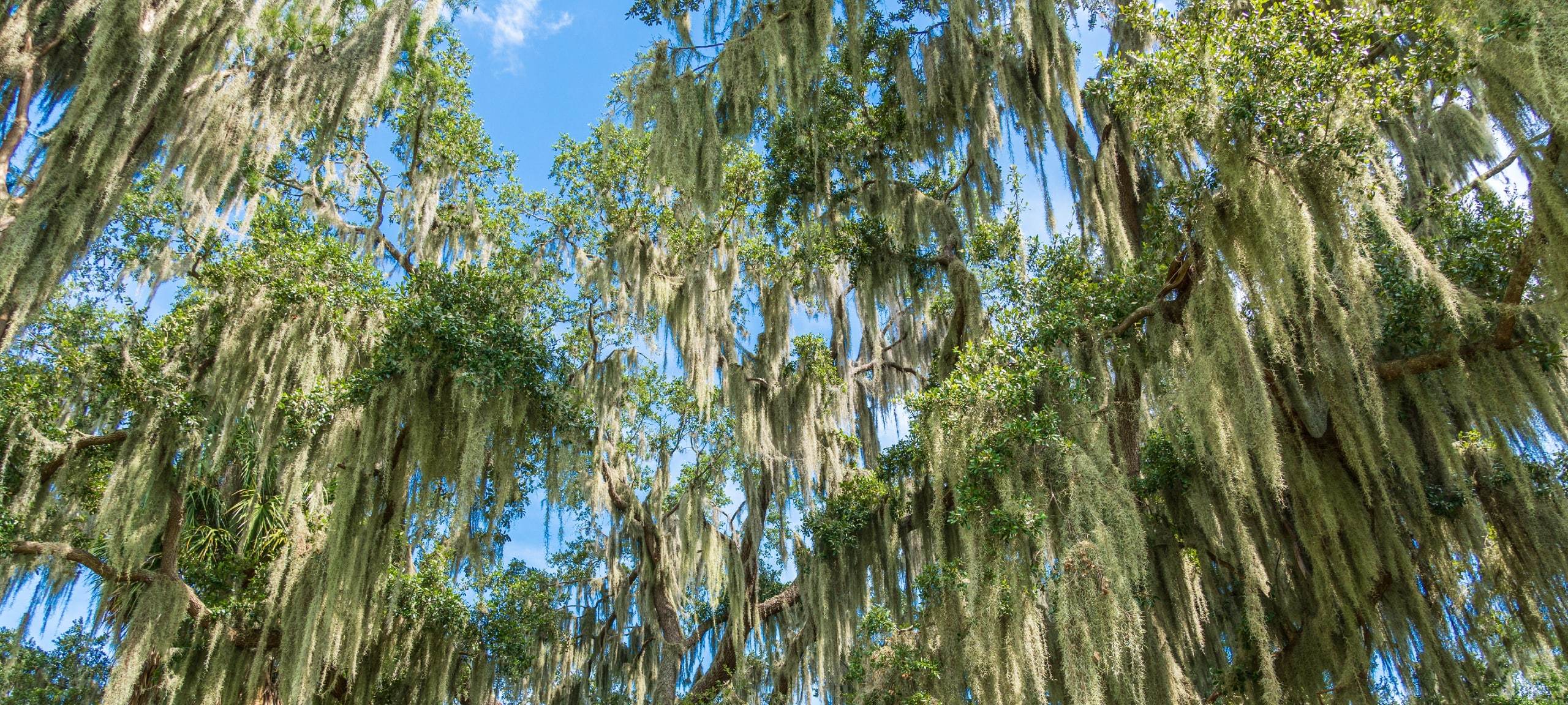 Upwards view of Clermont, FL tree on sunny day