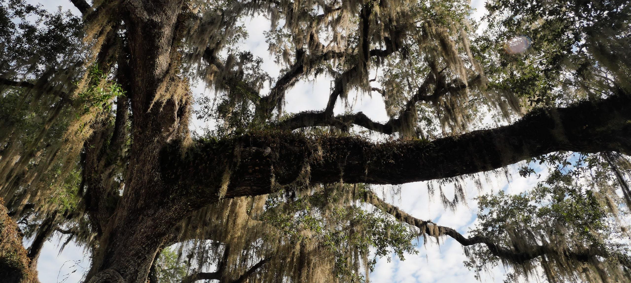 Oak tree at sunset, found near Lake Mary, FL