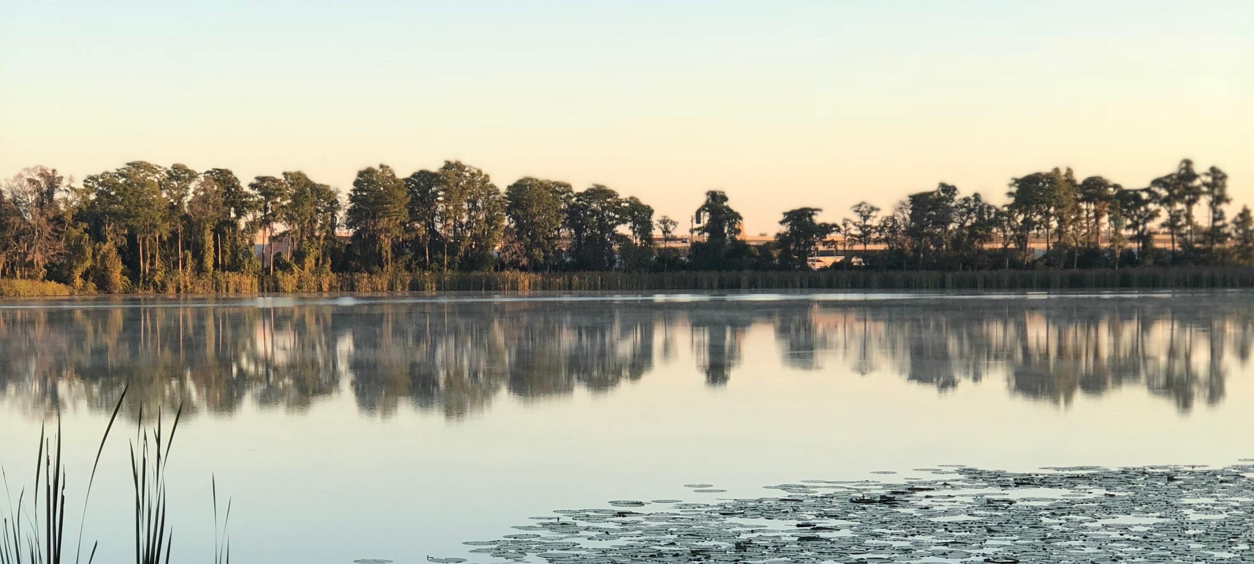 Sunrise over Lake Lily in Maitland, FL with view of reeds and trees