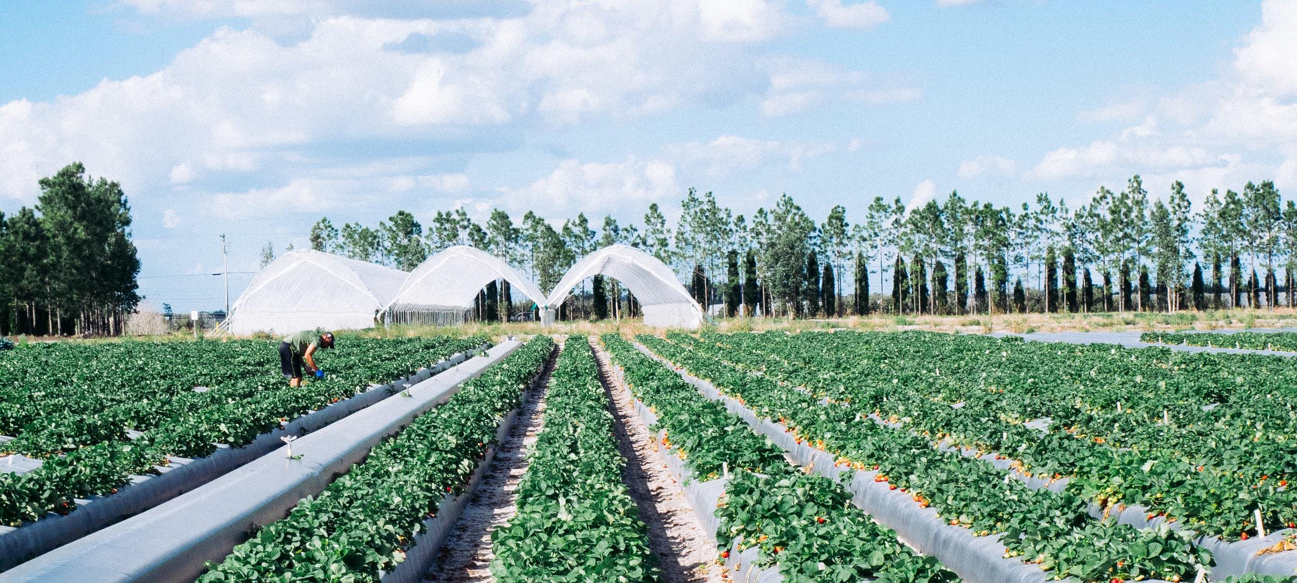 Strawberry fields at farm, typical of Sorrento, FL area